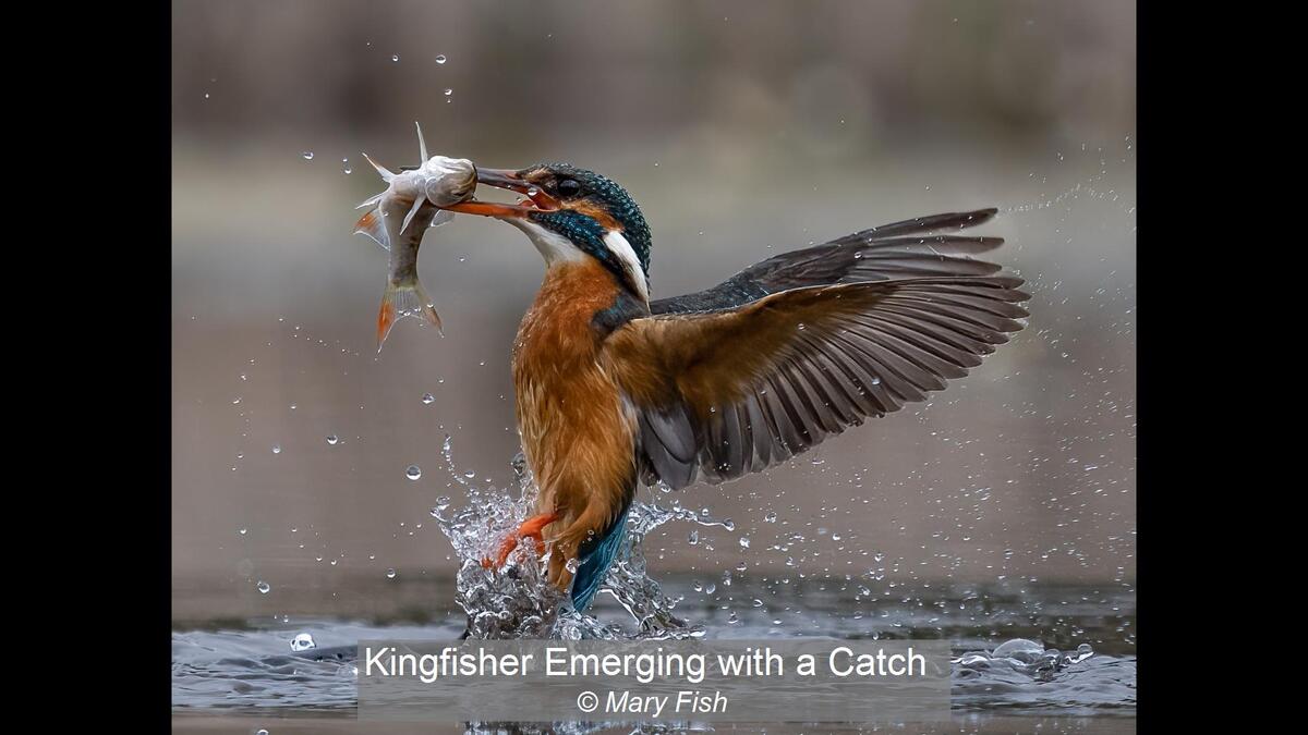 48_Kingfisher Emerging with a Catch_Mary Fish